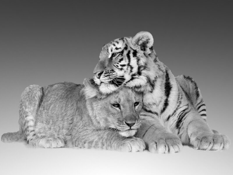 Tiger and Lion Cubs