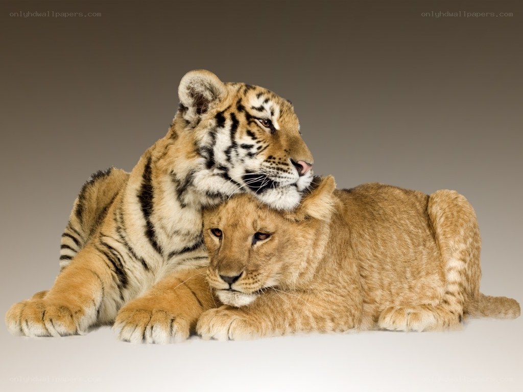 tiger and lion cubs together