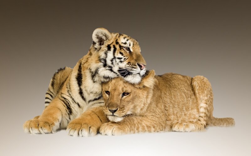 tiger and lion cubs together