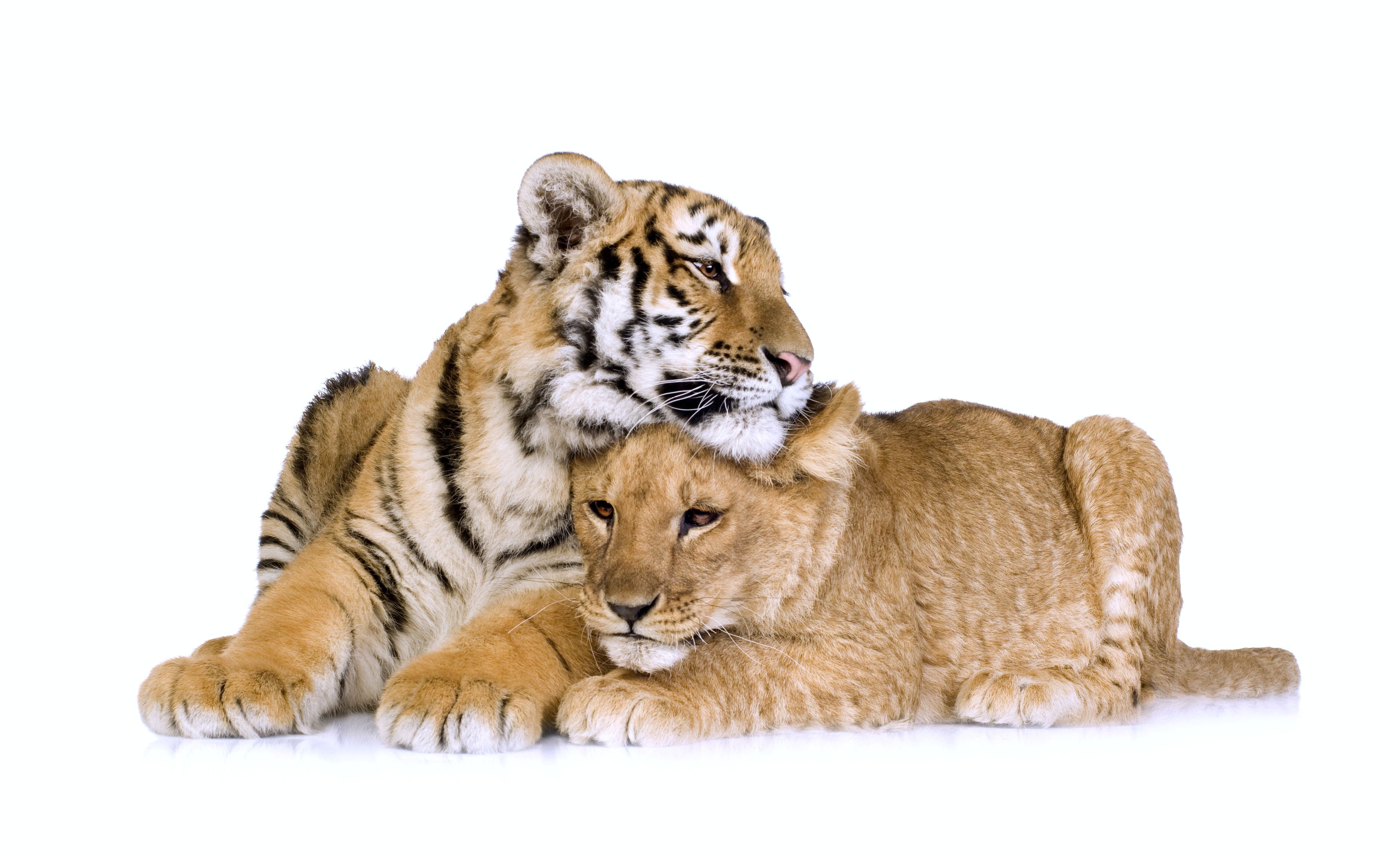 tiger and lion cubs together