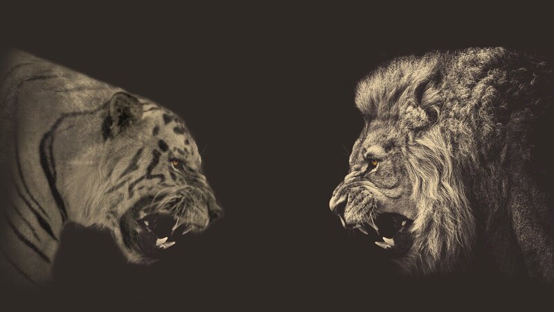 Tiger and Lion Facing — Black
