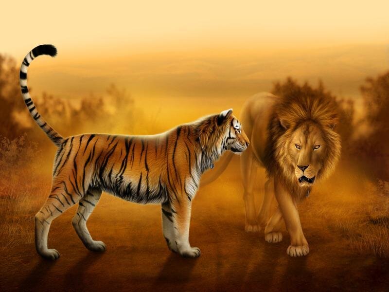 Tiger and lion facing off