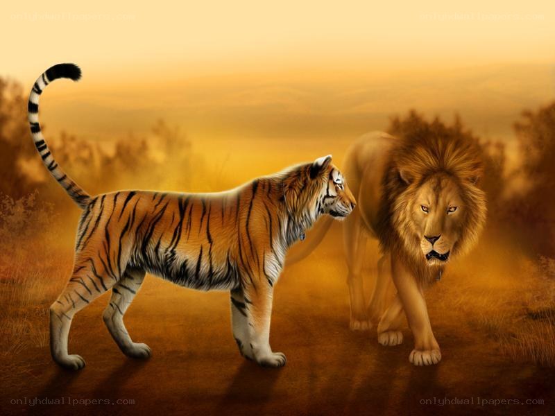 Tiger and lion facing off