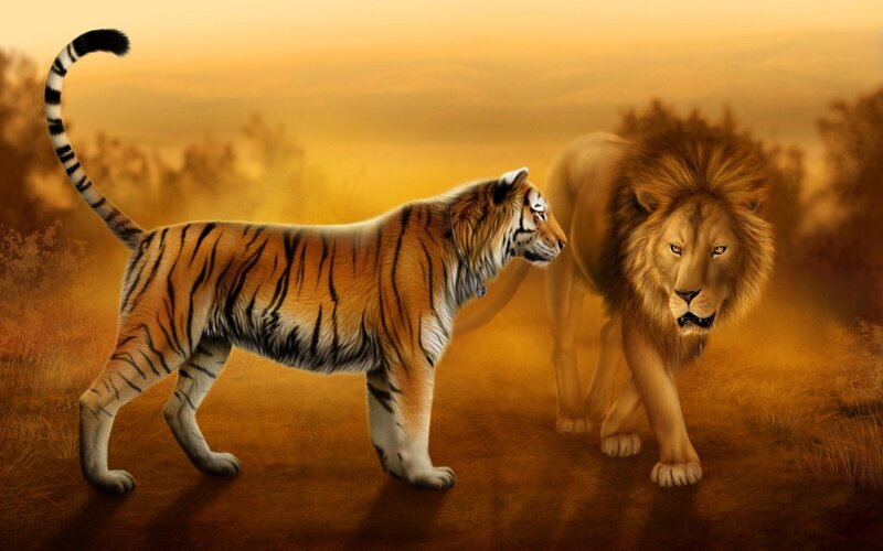 Tiger and Lion Facing