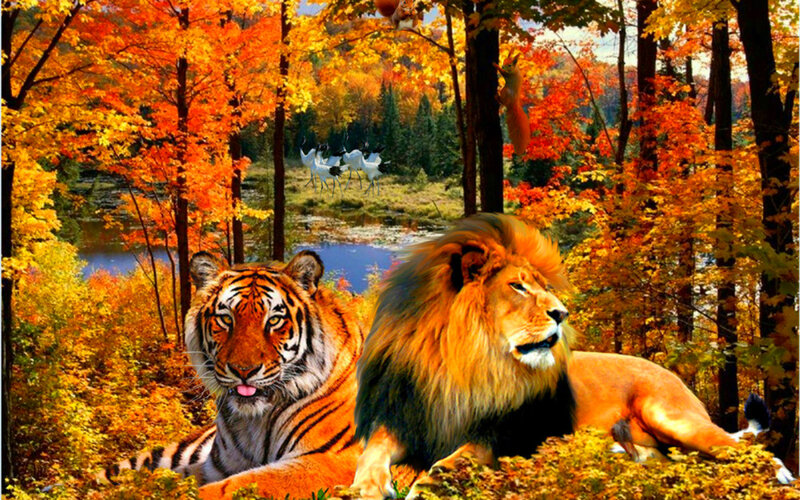 Tiger and Lion in Forest