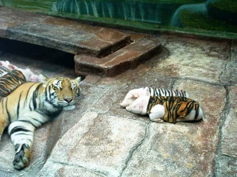 Tiger and Piglets — Brown