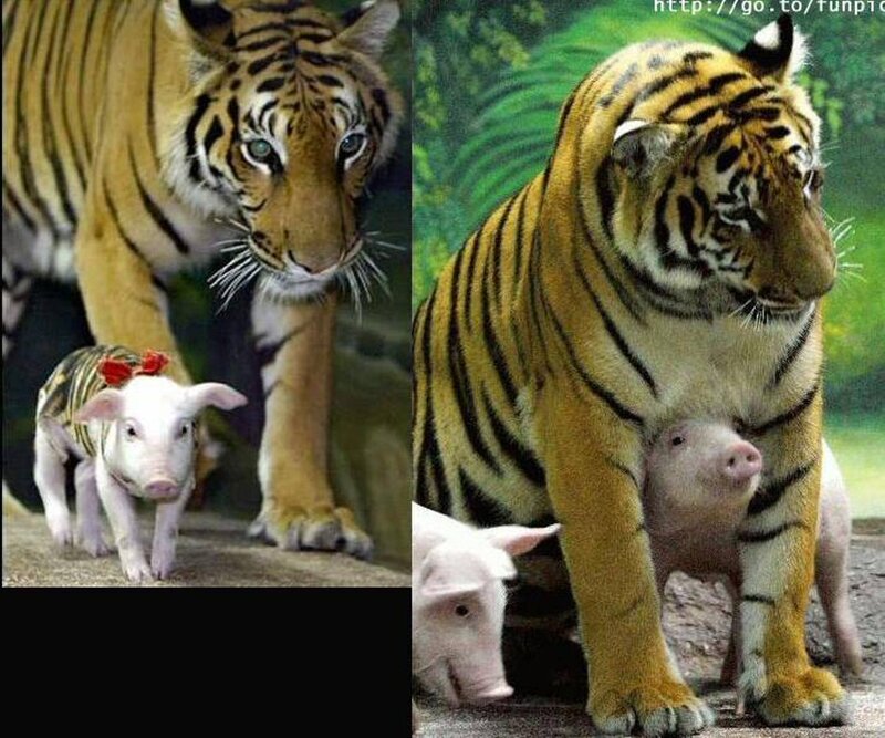Tiger and Piglets — Orange