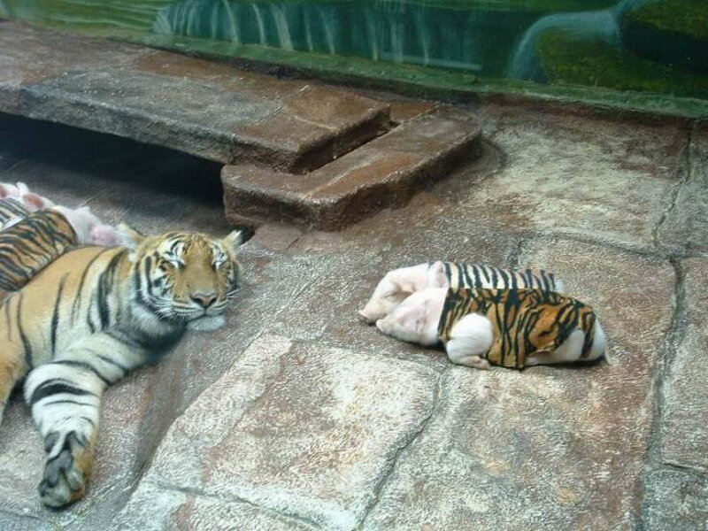 Tiger and Piglets