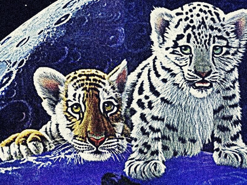tiger and snow leopard cubs