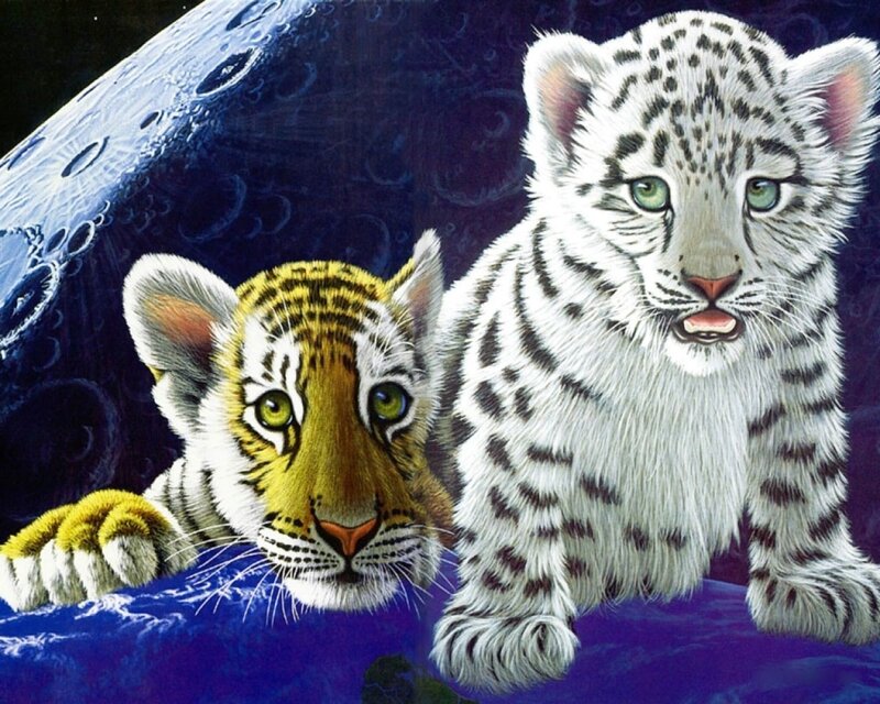 tiger and snow leopard cubs