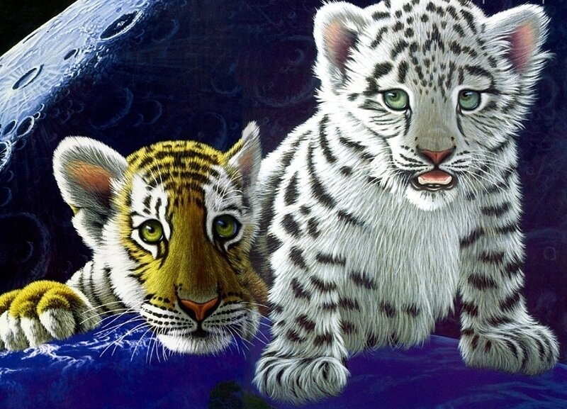 Tiger and Snow Leopard Cubs — White, Dramatic