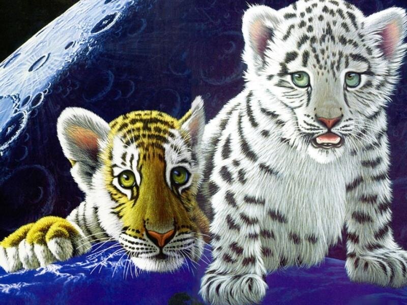 Tiger and Snow Leopard Cubs — White