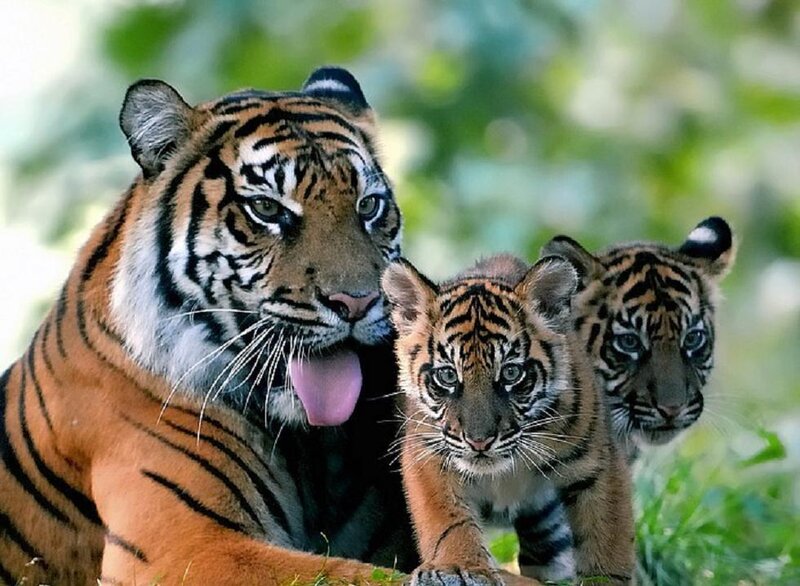 Tiger and Two Cubs — Orange