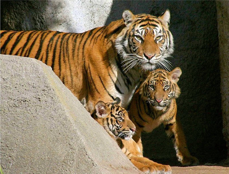 Tiger and Two Cubs
