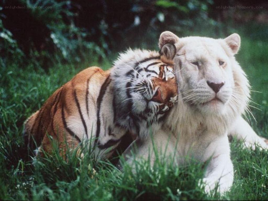 tiger and white lion resting together