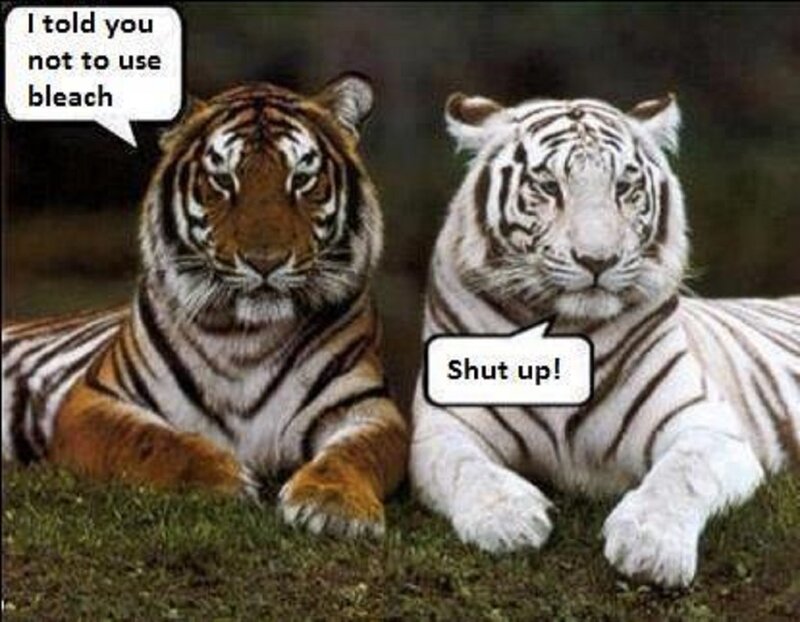 Tiger and White Tiger — Brown