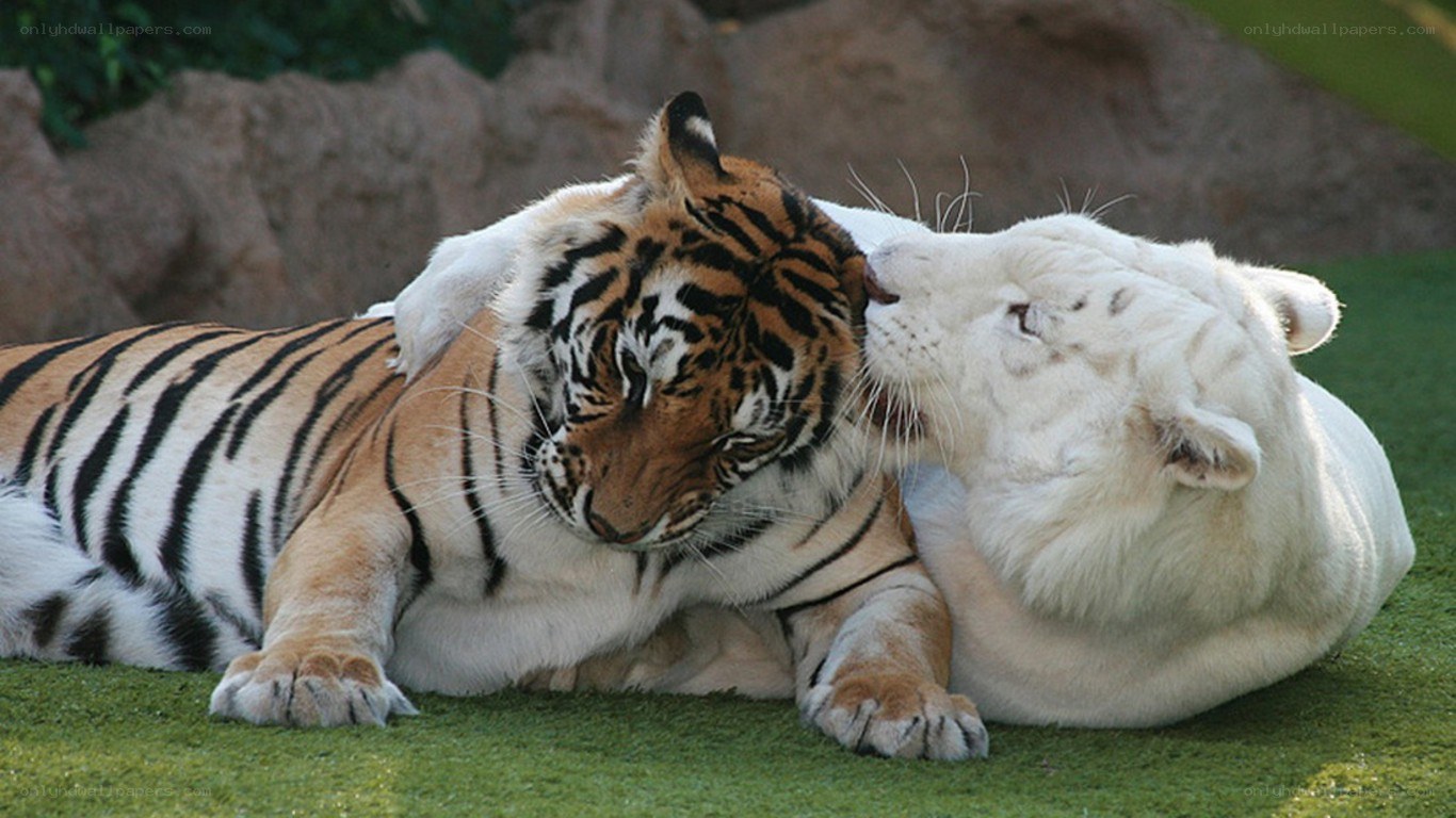 tiger and white tiger cuddling