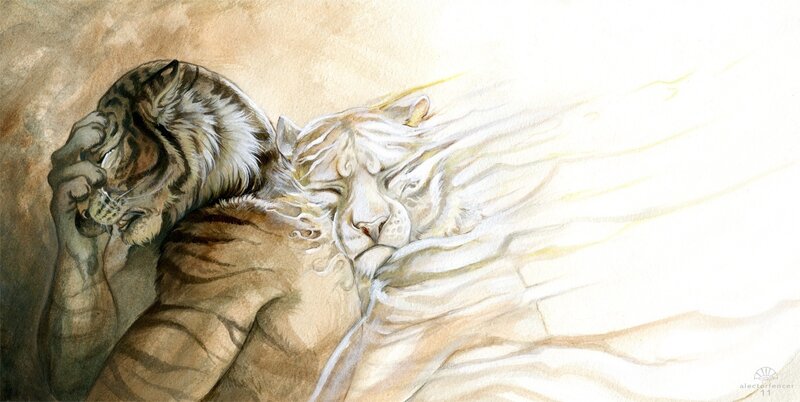 Tiger and white tiger embrace