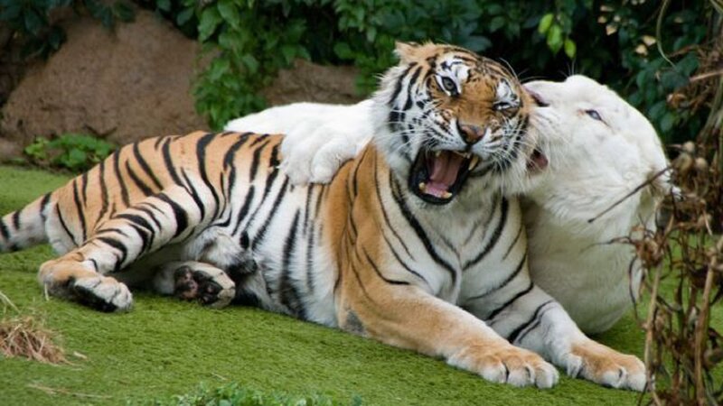 Tiger and White Tiger — Green