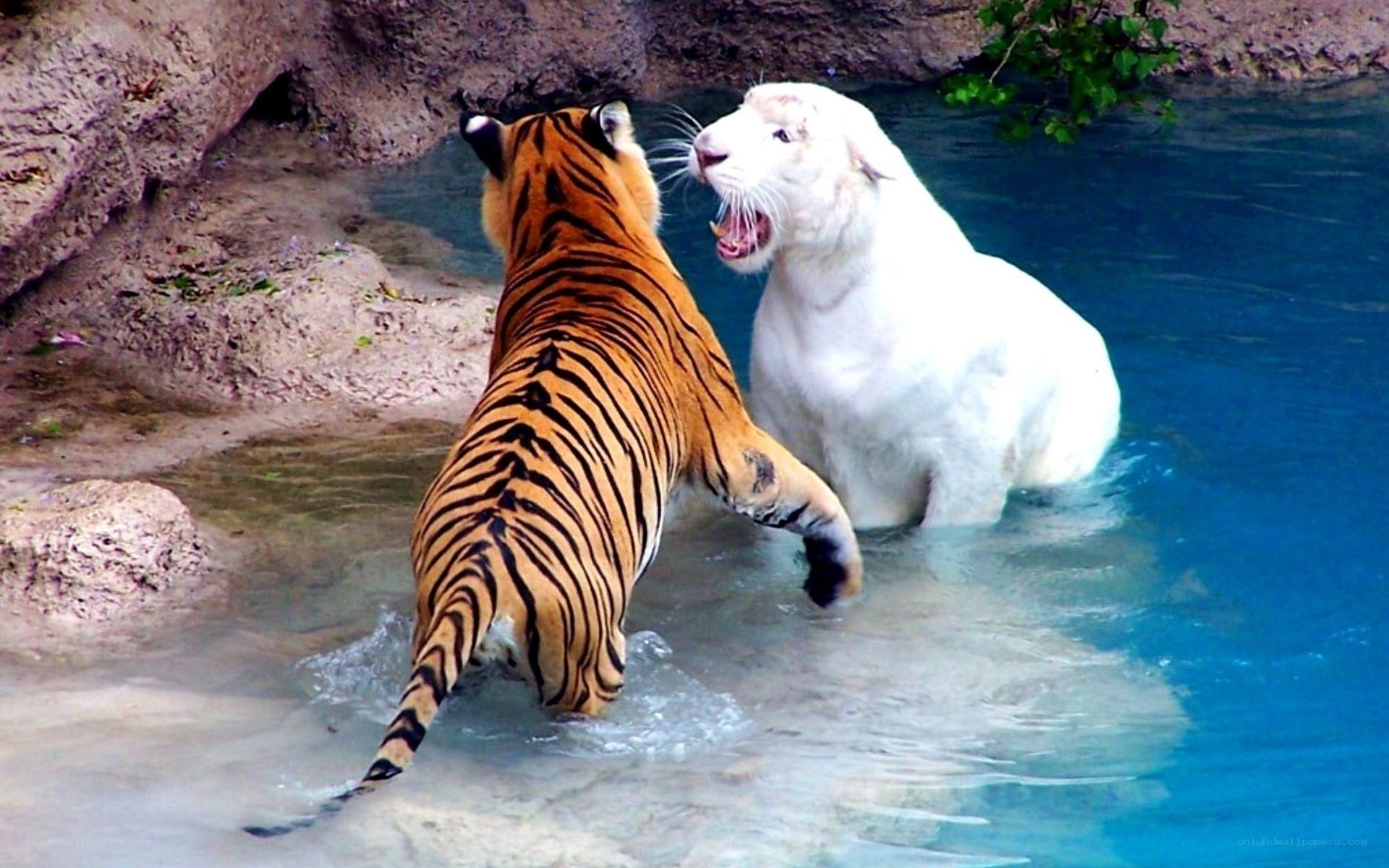 Tiger and white tiger in water