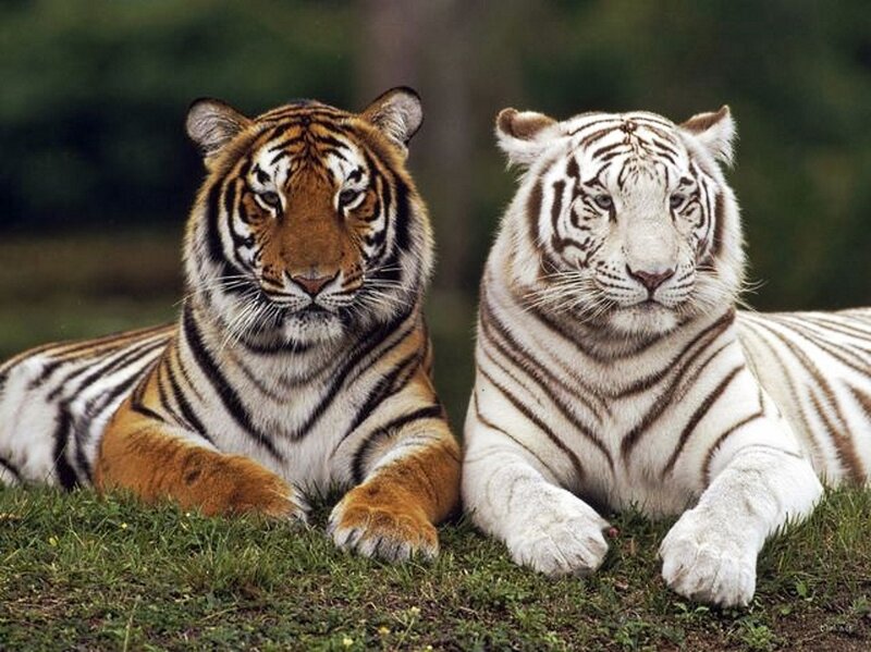 Tiger and White Tiger — Orange, Calm