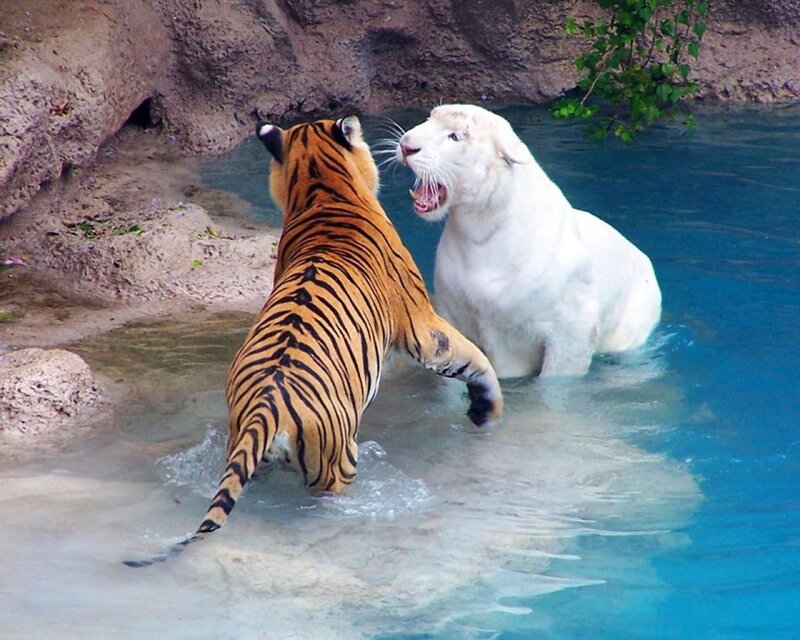 Tiger and White Tiger — Orange, Dramatic, Photograph