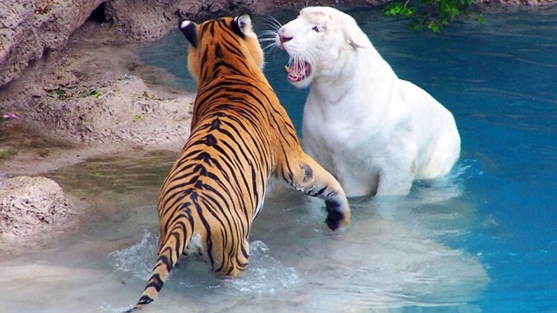 Tiger and White Tiger — Orange, Dramatic, Photograph, Water