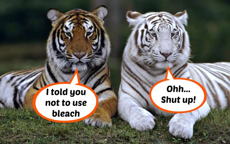 Tiger and White Tiger — Orange, Serious