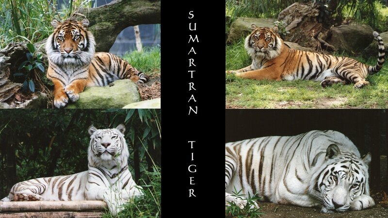 Tiger and White Tiger — Orange