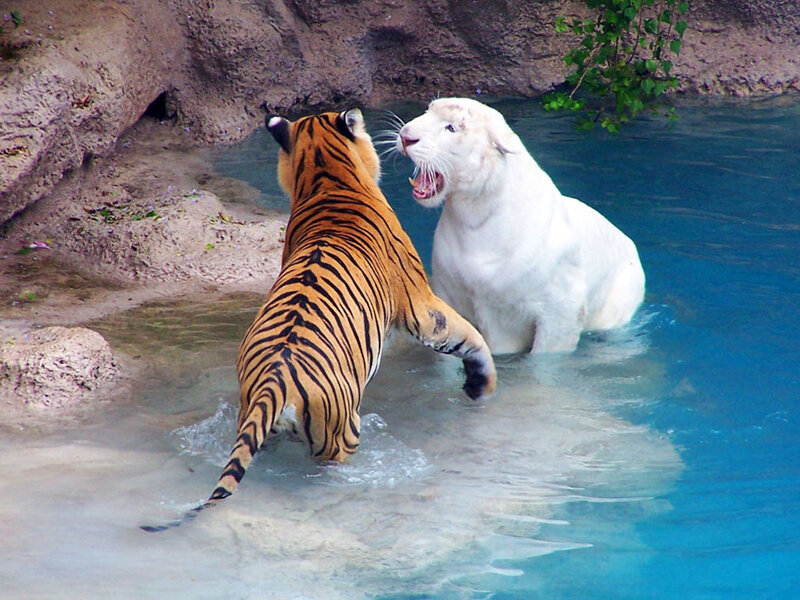 Tiger and White Tiger