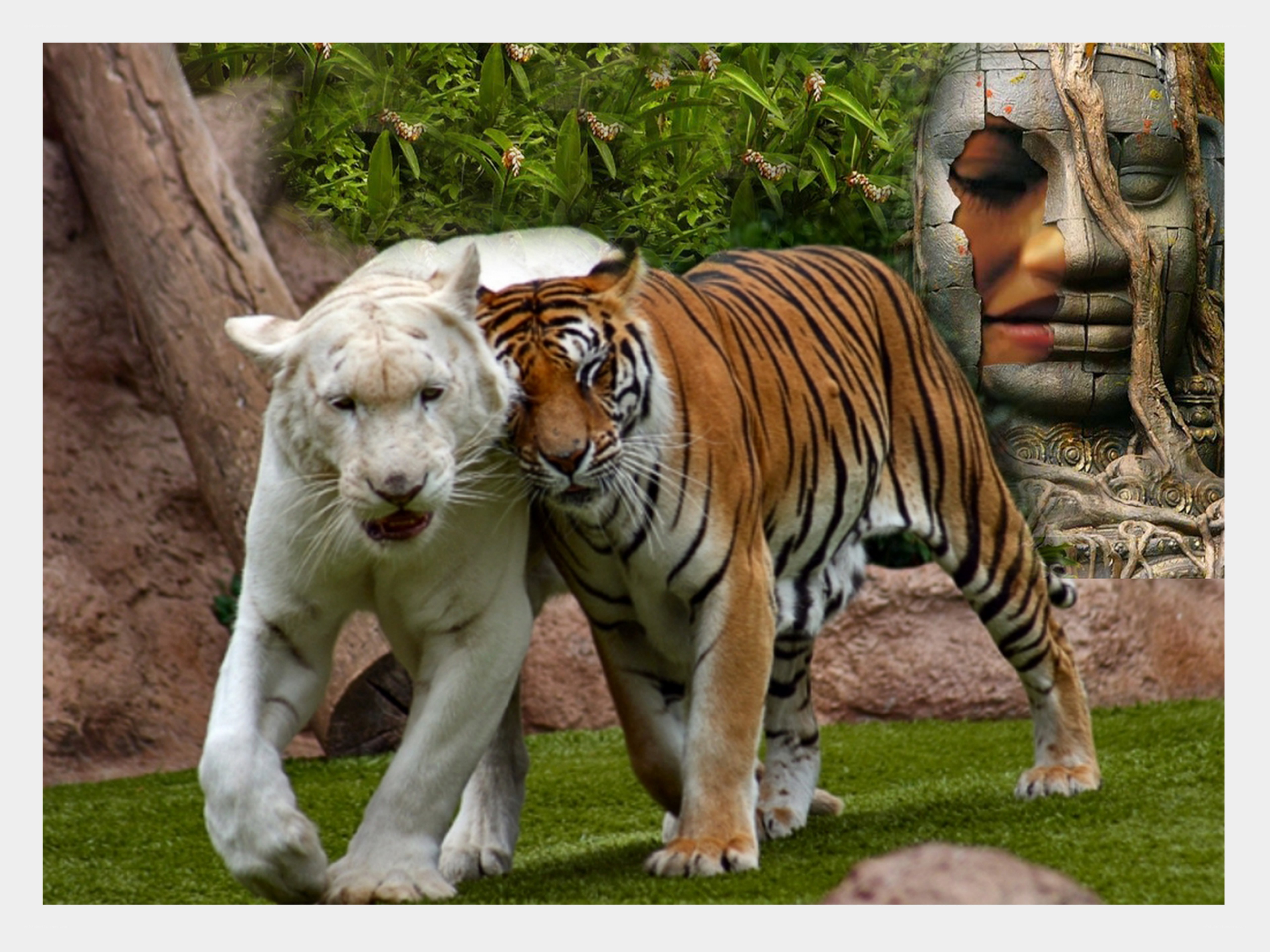 tiger and white tiger together