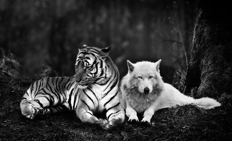 Tiger and Wolf Together