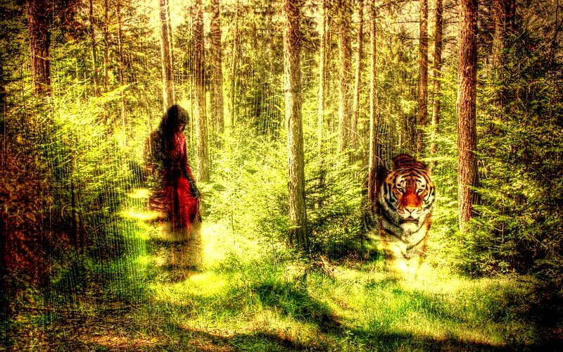 Tiger and Woman in Forest