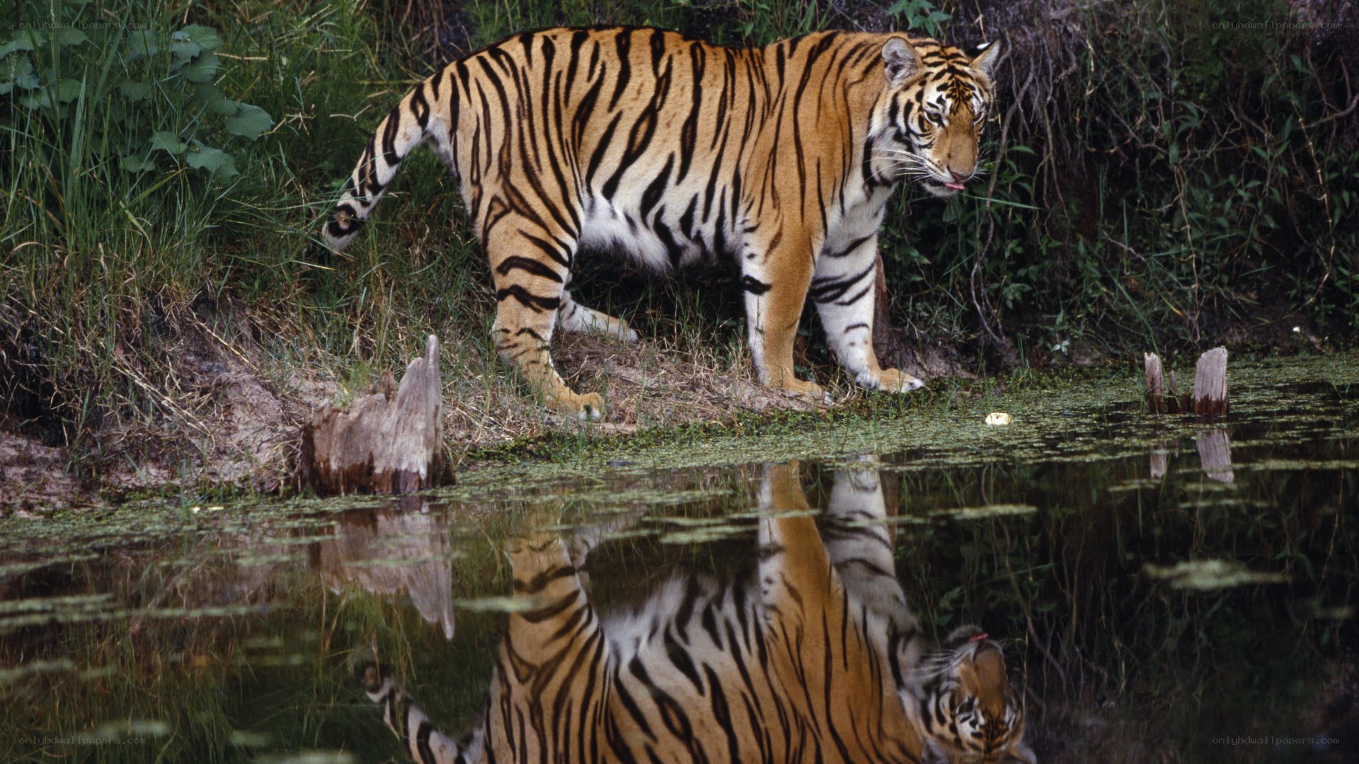 tiger at a waterhole