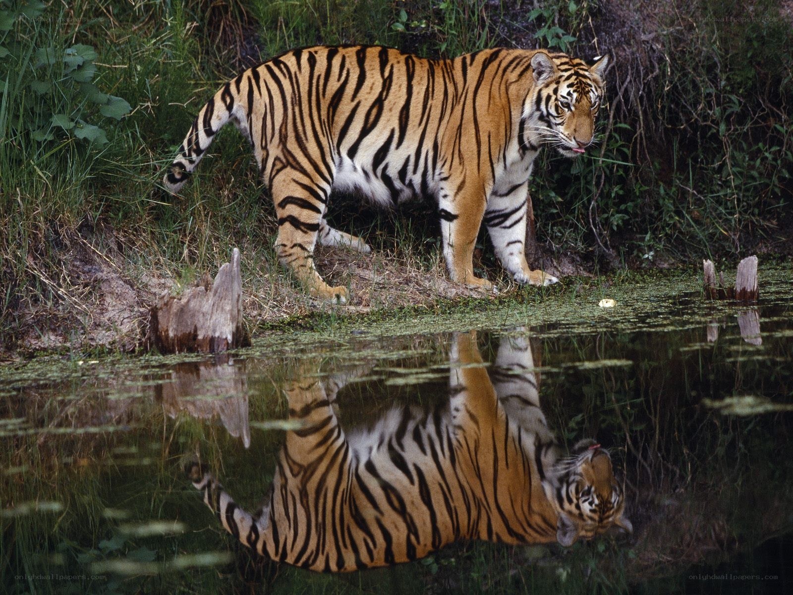 Tiger at a waterhole
