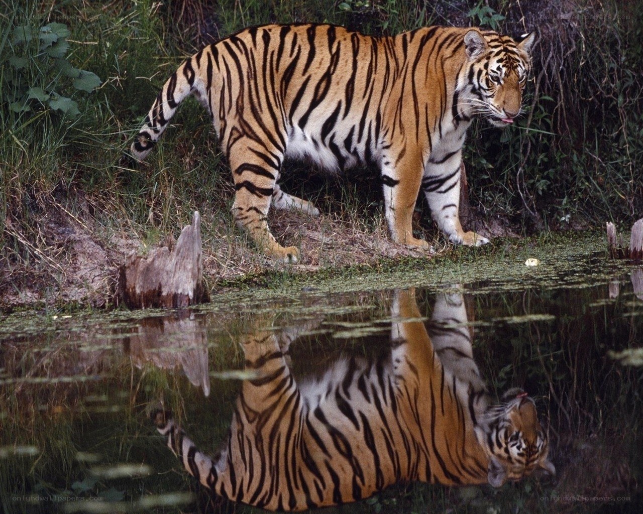 Tiger at a waterhole