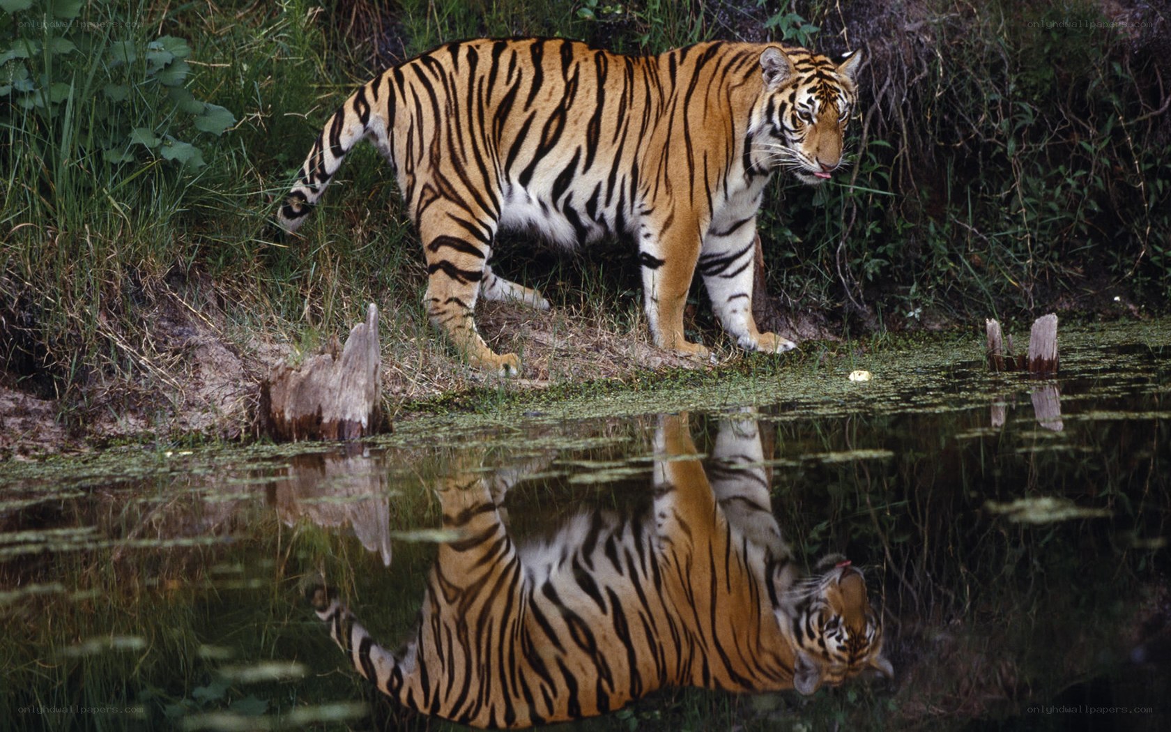 Tiger at a waterhole