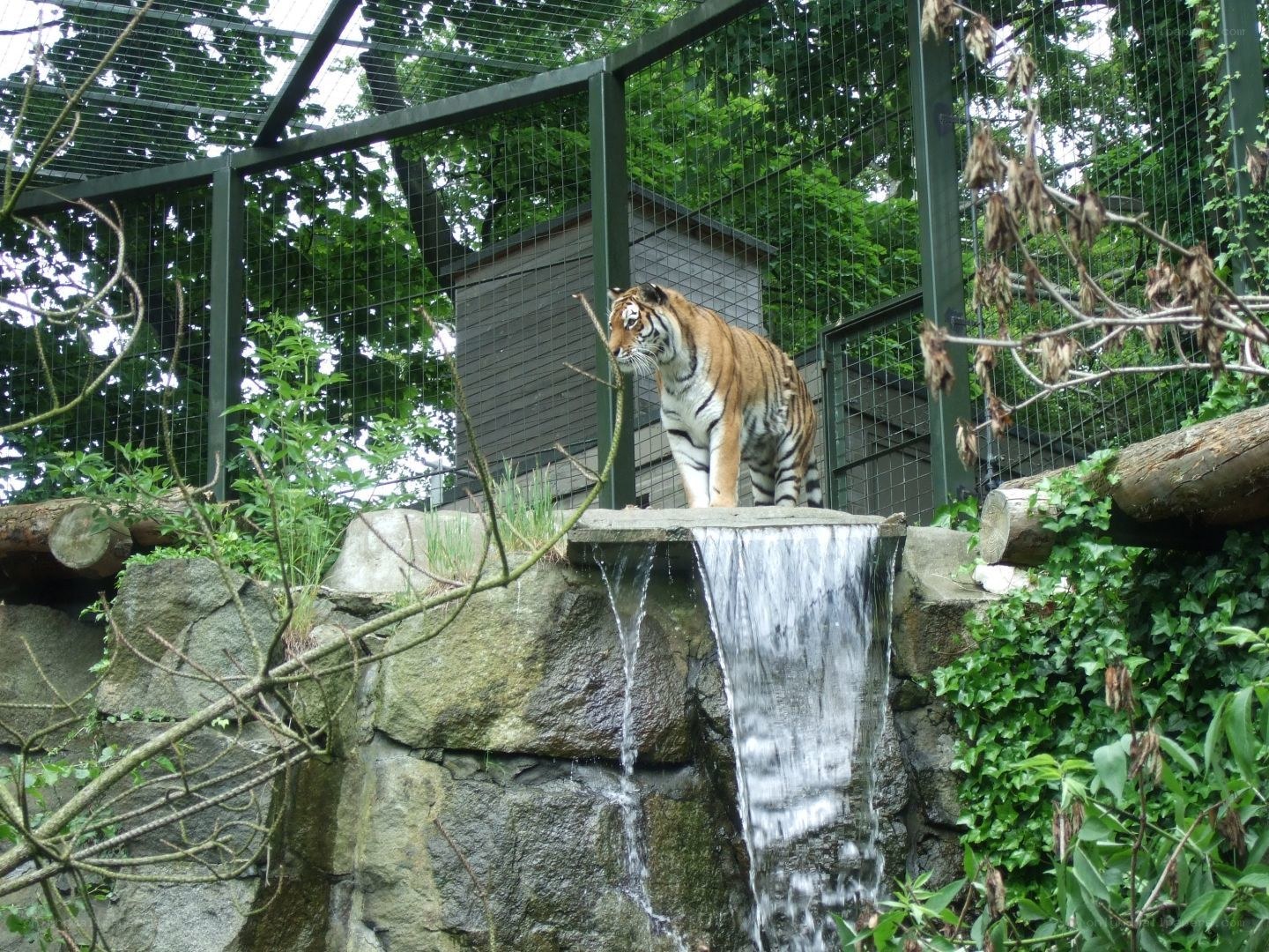 Tiger at a zoo enclosure