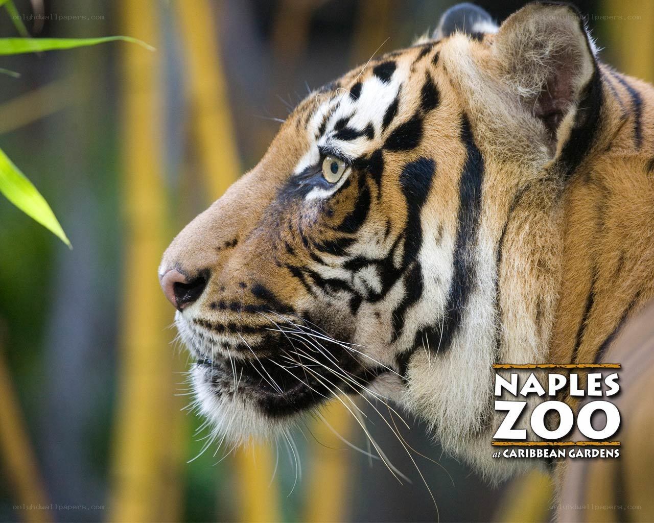 tiger at naples zoo