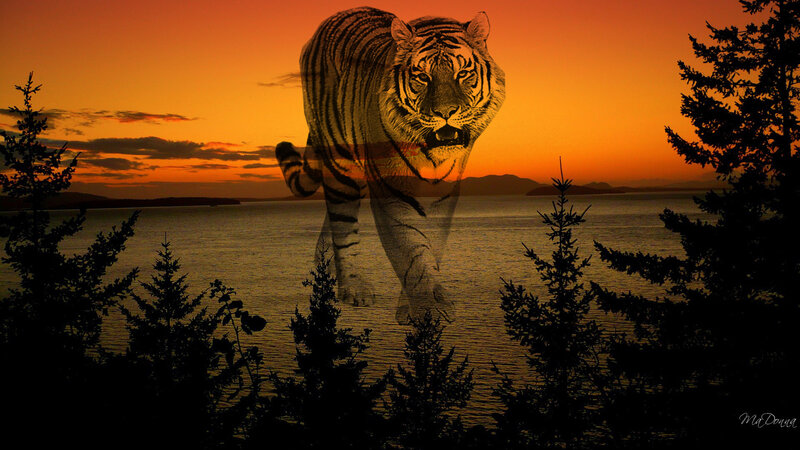 Tiger at sunset over water