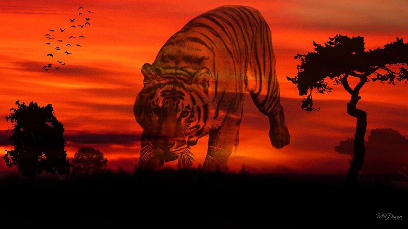 tiger at sunset silhouette