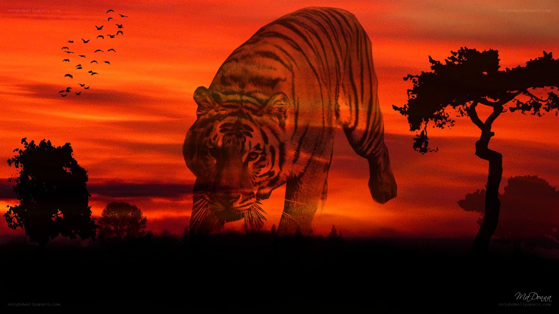 tiger at sunset silhouette