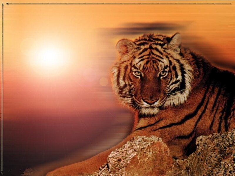 tiger at sunset