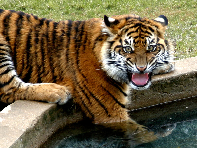 tiger at the water's edge