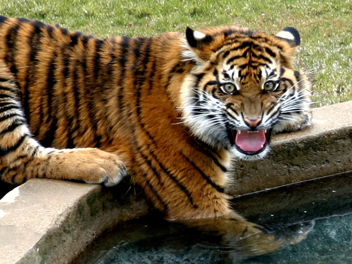 tiger at the water's edge