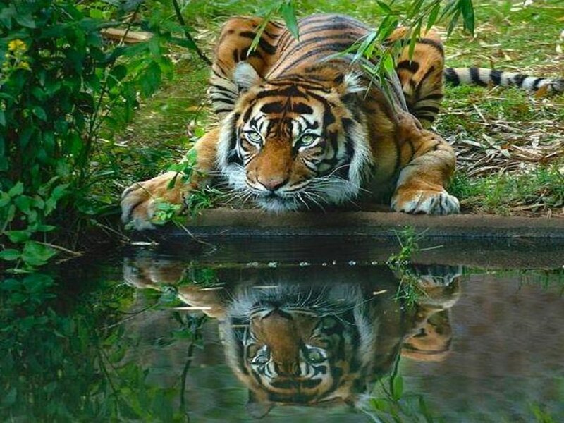 Tiger at Water's Edge — Green