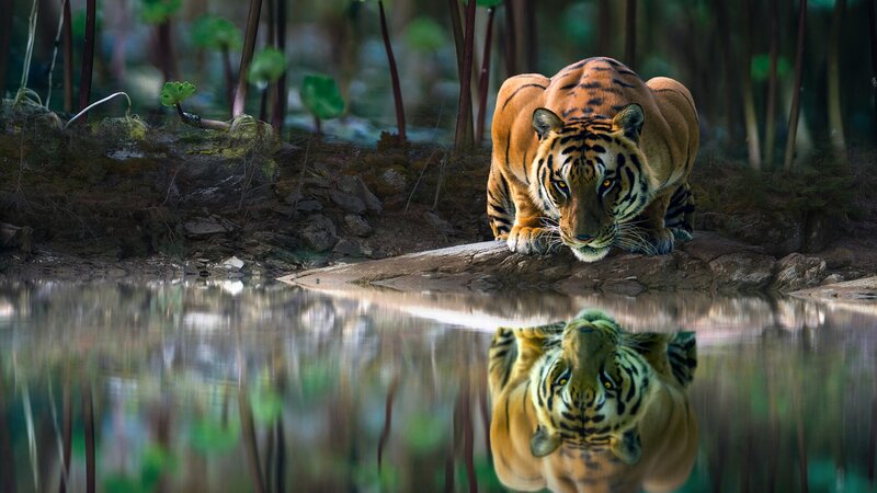 Tiger at Water's Edge — Orange, Dramatic, Afternoon
