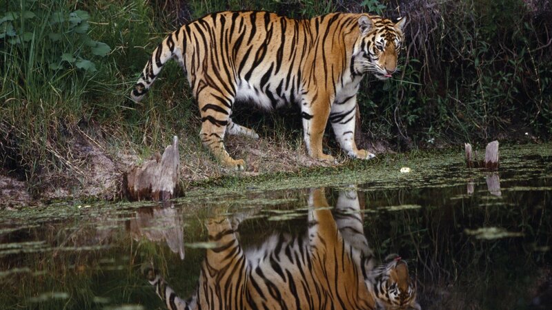 Tiger at Water's Edge — Orange, Natural, Afternoon, Photograph