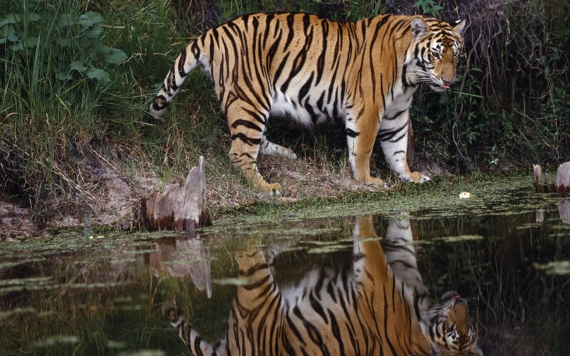 Tiger at Water's Edge — Orange, Natural, Afternoon, Photograph, Water, Reflection