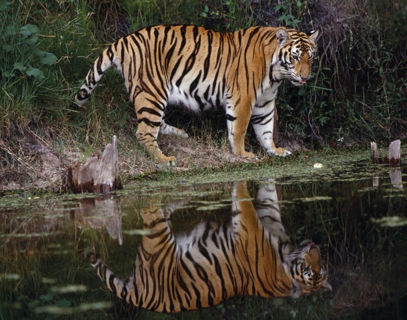 Tiger at Water's Edge — Orange, Natural, Afternoon